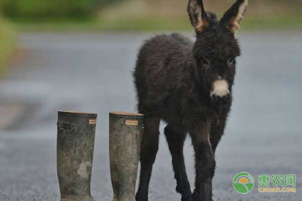 怎么预防母驴难产？母驴难产怎么办？-图片版权归惠农网所有