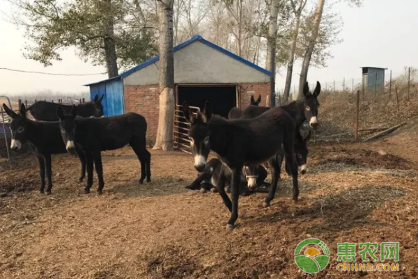 第九管理区田庆财养驴搭上致富“快车”-图片版权归惠农网所有