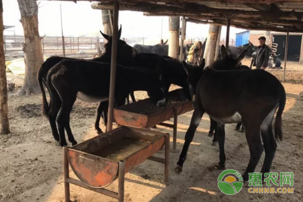 第九管理区田庆财养驴搭上致富“快车”-图片版权归惠农网所有