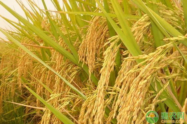 水稻如何预防倒伏？水稻倒伏的防治措施要点-图片版权归惠农网所有