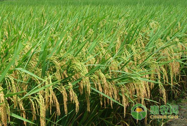 水稻怎么施肥?水稻“三控”施肥技术 水稻怎么施肥?水稻“三控”施肥技术-图片版权归惠农网所有