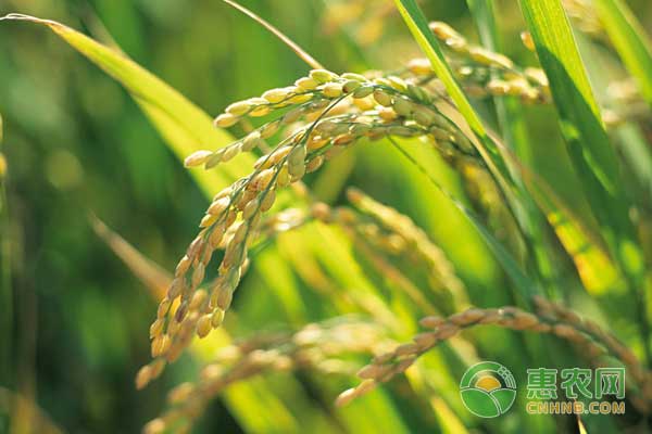 水稻怎么施肥?水稻“三控”施肥技术 水稻怎么施肥?水稻“三控”施肥技术-图片版权归惠农网所有