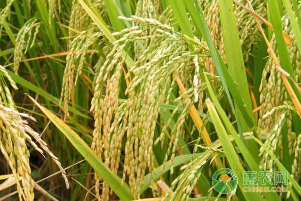 水稻断水时间和方法-图片版权归惠农网所有