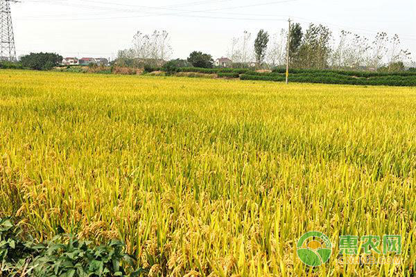 水稻断水时间和方法-图片版权归惠农网所有