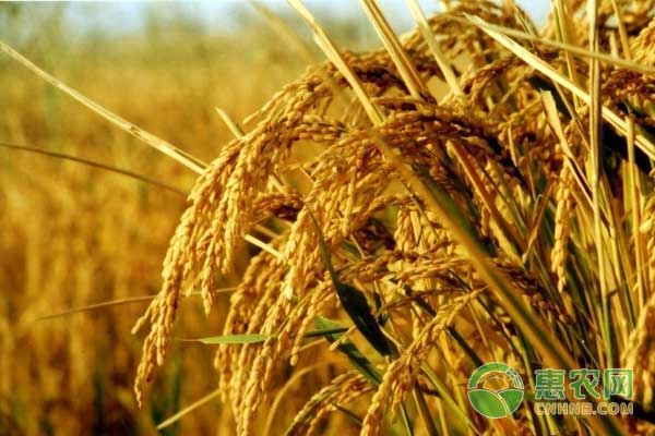 水稻断水时间和方法-图片版权归惠农网所有