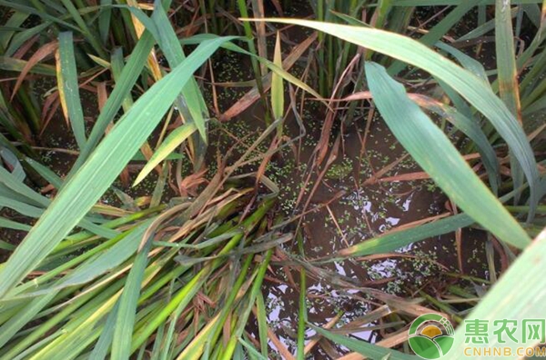 水稻纹枯病怎么防治？水稻纹枯病的防治方法-图片版权归惠农网所有