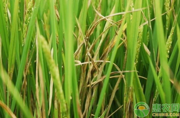 水稻纹枯病怎么防治？水稻纹枯病的防治方法-图片版权归惠农网所有