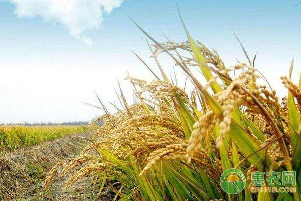 水稻抗病技术：水稻主要病虫害防治措施-图片版权归惠农网所有