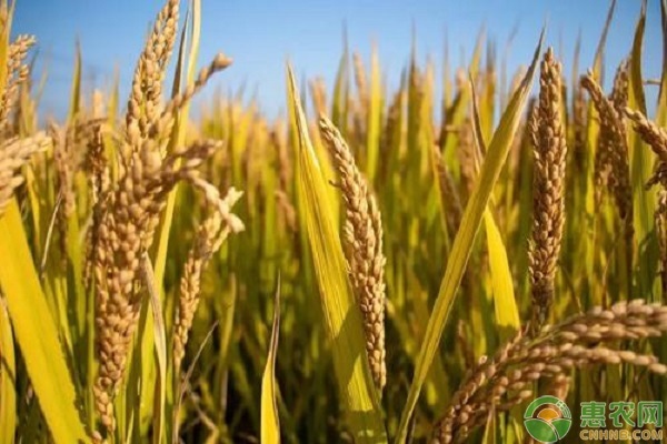 水稻增产的方法及技巧-图片版权归惠农网所有