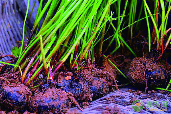 荸荠高产种植管理技术-图片版权归惠农网所有