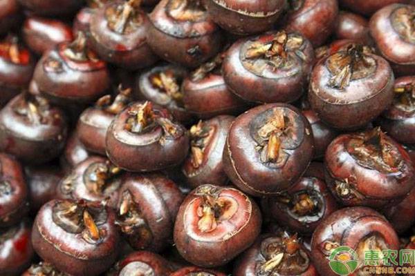 荸荠怎么种出来的？-图片版权归惠农网所有