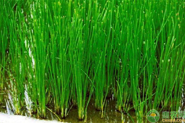 荸荠高产种植管理要点技术-图片版权归惠农网所有