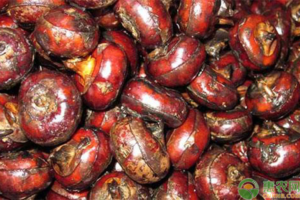 荸荠高产种植管理要点技术-图片版权归惠农网所有