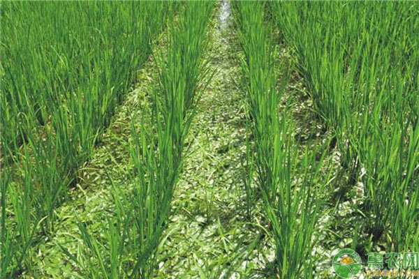 荸荠高产种植管理要点技术-图片版权归惠农网所有