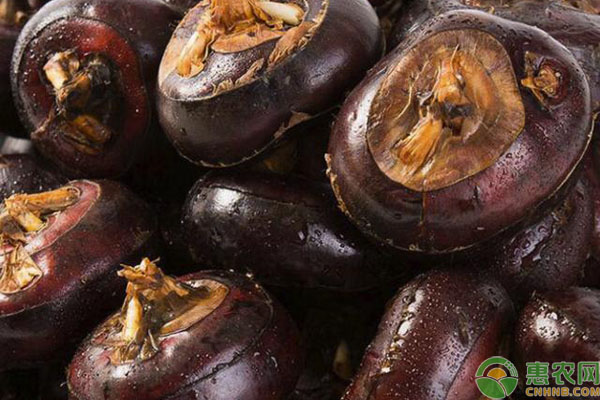 荸荠白螟如何防治？-图片版权归惠农网所有