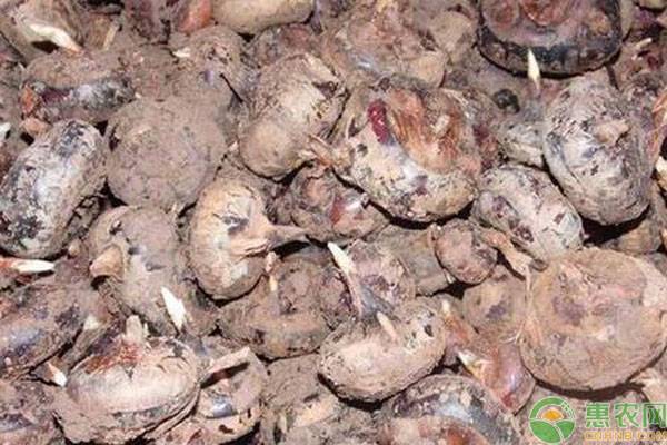 荸荠白螟如何防治？-图片版权归惠农网所有