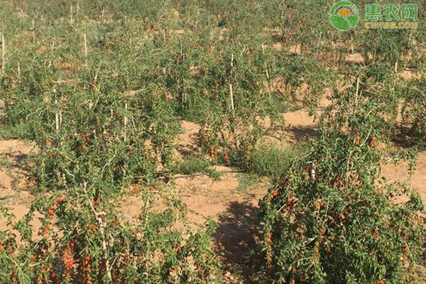 枸杞种植时间和方法-图片版权归惠农网所有