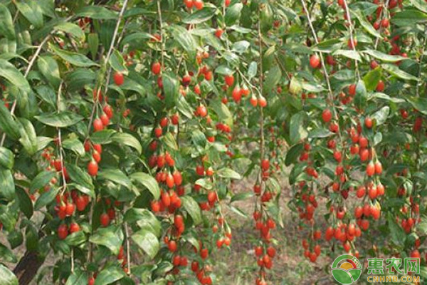 枸杞种植时间和方法-图片版权归惠农网所有