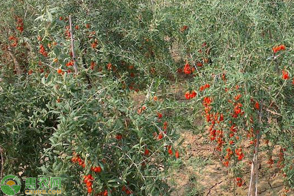枸杞种植时间和方法-图片版权归惠农网所有
