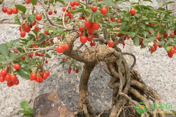 枸杞怎么施肥高产？-图片版权归惠农网所有