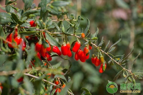 枸杞的产地及其种植技术大全-图片版权归惠农网所有