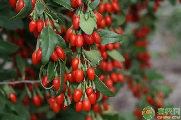 枸杞的产地及其种植技术大全-图片版权归惠农网所有