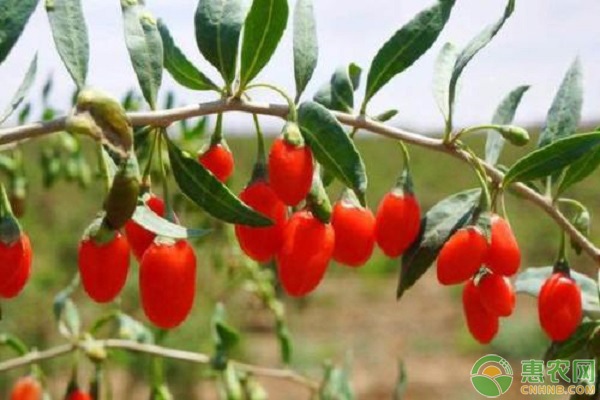 枸杞的产地及其种植技术大全-图片版权归惠农网所有