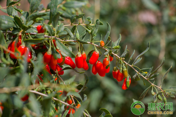 枸杞怎么种？枸杞的高产种植技术-图片版权归惠农网所有