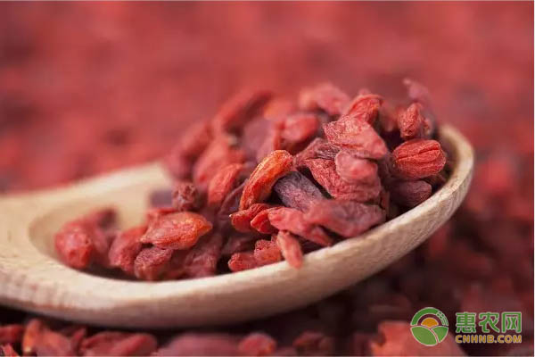 枸杞怎么种？枸杞的高产种植技术-图片版权归惠农网所有