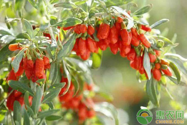 家里如何种枸杞?家庭盆栽枸杞的方法 家里如何种枸杞?家庭盆栽枸杞的方法-图片版权归惠农网所有