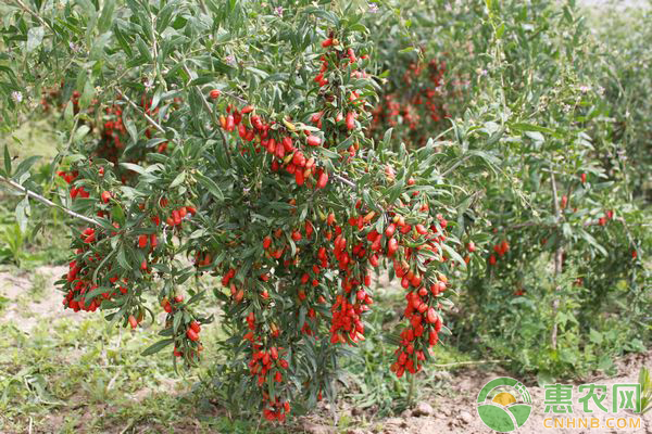 家里如何种枸杞?家庭盆栽枸杞的方法 家里如何种枸杞?家庭盆栽枸杞的方法-图片版权归惠农网所有