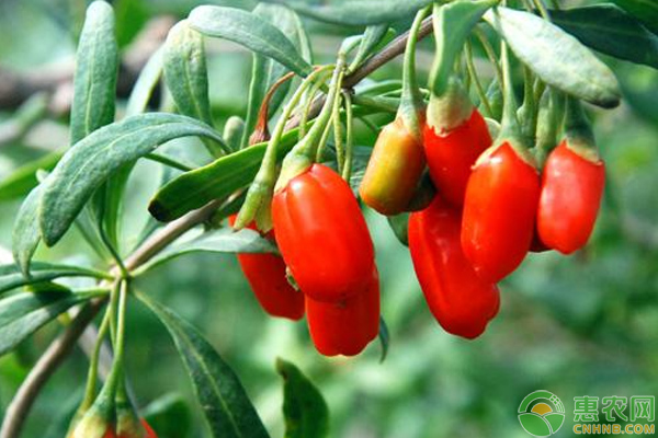 枸杞选种的要点及育苗技术-图片版权归惠农网所有