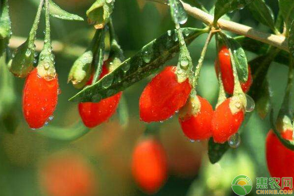 枸杞选种的要点及育苗技术-图片版权归惠农网所有