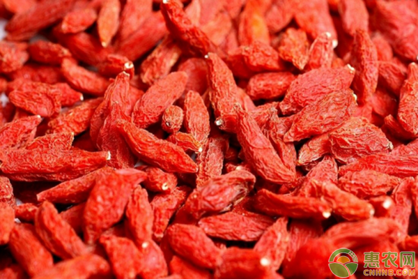 家庭阳台枸杞种植方法详解，让您在家就能种枸杞！-图片版权归惠农网所有