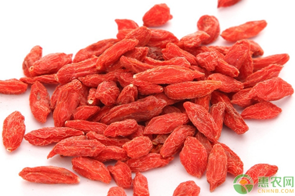 家庭阳台枸杞种植方法详解，让您在家就能种枸杞！-图片版权归惠农网所有