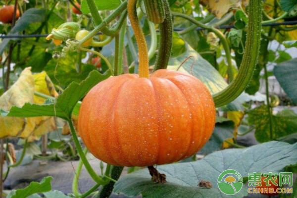 南瓜怎么种植？南瓜种植技术要点-图片版权归惠农网所有