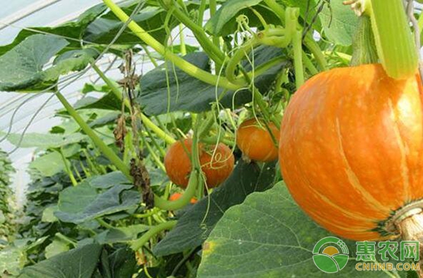 南瓜怎么种植？南瓜种植技术要点-图片版权归惠农网所有