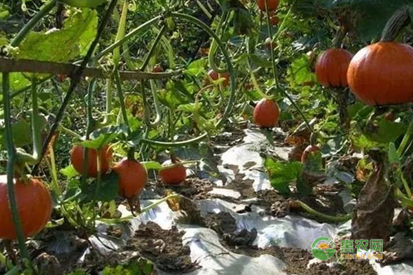 南瓜怎么栽培？南瓜栽培技术要点-图片版权归惠农网所有
