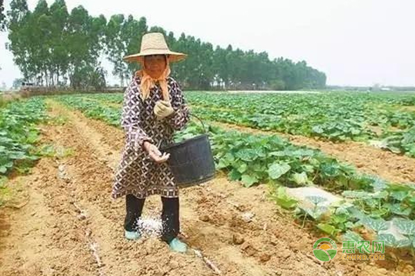 南瓜怎么栽培？南瓜栽培技术要点-图片版权归惠农网所有