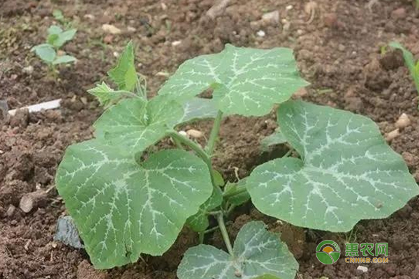 南瓜怎么栽培？南瓜栽培技术要点-图片版权归惠农网所有