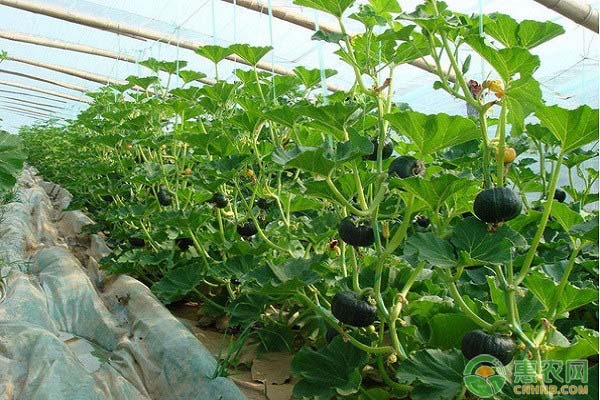 南瓜怎么种？大棚南瓜的种植方法介绍-图片版权归惠农网所有