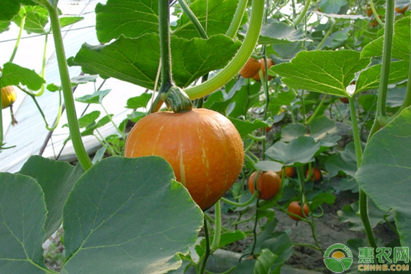 南瓜种植注意这几点，种出的南瓜又大又好吃！-图片版权归惠农网所有