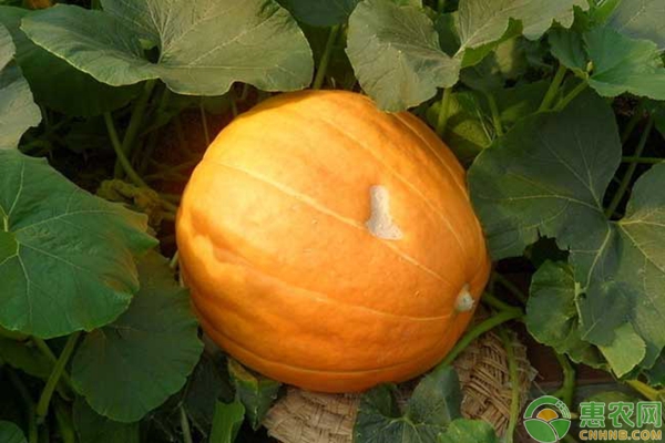 南瓜种植注意这几点，种出的南瓜又大又好吃！-图片版权归惠农网所有