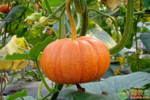 南瓜种植注意这几点，种出的南瓜又大又好吃！-图片版权归惠农网所有