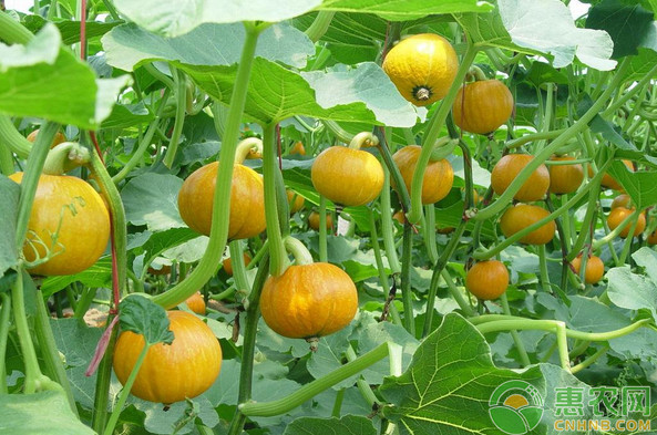 南瓜的种植方法和时间-图片版权归惠农网所有