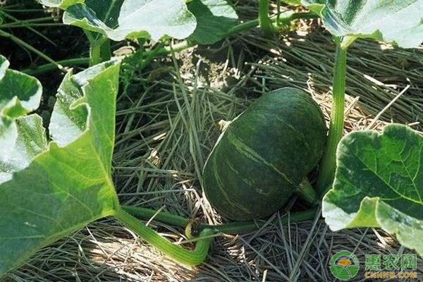 南瓜什么时候种植最好？如何种植南瓜？-图片版权归惠农网所有