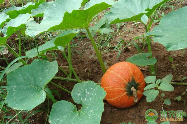 南瓜什么时候种植最好？如何种植南瓜？-图片版权归惠农网所有