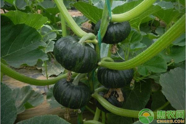 南瓜育苗方法大全-图片版权归惠农网所有