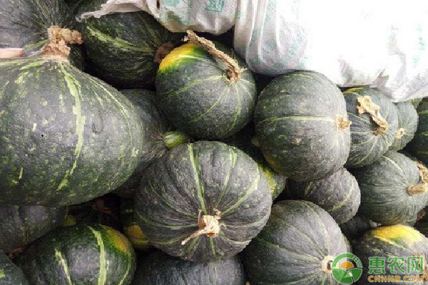 南瓜育苗方法大全-图片版权归惠农网所有