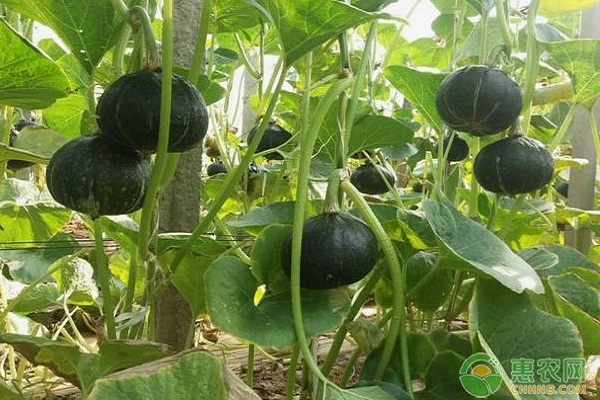 南瓜育苗方法大全-图片版权归惠农网所有